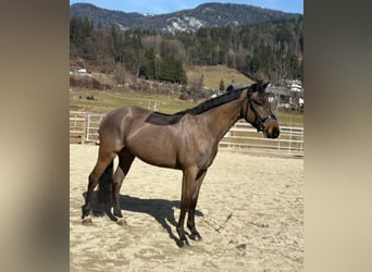 Irish Sport Horse, Gelding, 5 years, 15.3 hh, Bay-Dark