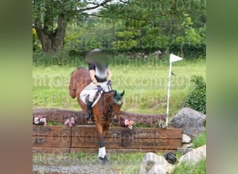 Irish Sport Horse, Gelding, 5 years, 15.3 hh, Brown