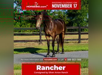 Irish Sport Horse Mix, Gelding, 5 years, 15 hh, Buckskin