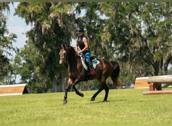 Irish Sport Horse Mix, Gelding, 5 years, 15 hh, Buckskin