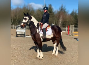Irish Sport Horse Mix, Gelding, 5 years, 15 hh, Leopard-Piebald