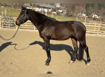 Irish Sport Horse, Gelding, 5 years, 15,2 hh, Bay-Dark