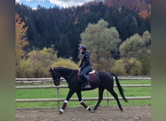 Irish Sport Horse, Gelding, 5 years, 15,2 hh, Black