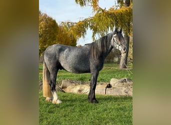 Irish Sport Horse Mix, Gelding, 5 years, 15,2 hh, Can be white