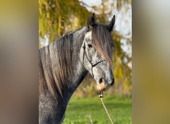 Irish Sport Horse Mix, Gelding, 5 years, 15,2 hh, Can be white