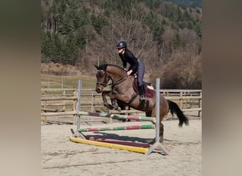 Irish Sport Horse, Gelding, 5 years, 15,3 hh, Bay-Dark