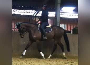 Irish Sport Horse Mix, Gelding, 5 years, 15,3 hh, Brown