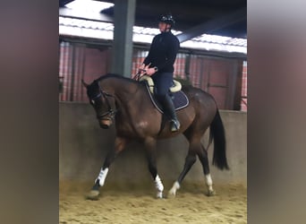 Irish Sport Horse Mix, Gelding, 5 years, 15,3 hh, Brown