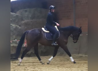 Irish Sport Horse Mix, Gelding, 5 years, 15,3 hh, Brown