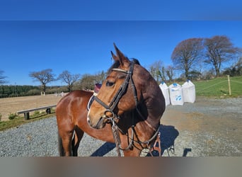 Irish Sport Horse, Gelding, 5 years, 16.1 hh, Bay