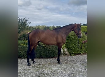Irish Sport Horse, Gelding, 5 years, 16.1 hh, Bay