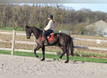 Irish Sport Horse, Gelding, 5 years, 16.1 hh, Black