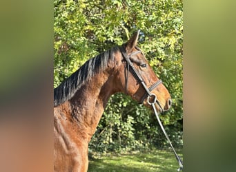Irish Sport Horse, Gelding, 5 years, 16.1 hh, Brown