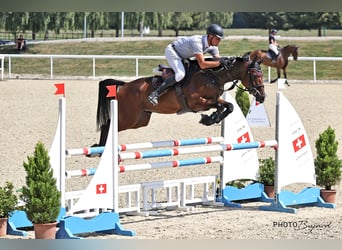 Irish Sport Horse, Gelding, 5 years, 16.1 hh, Brown