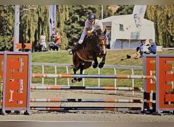 Irish Sport Horse, Gelding, 5 years, 16.1 hh, Brown