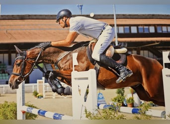 Irish Sport Horse, Gelding, 5 years, 16.1 hh, Brown