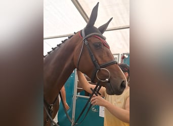 Irish Sport Horse, Gelding, 5 years, 16.1 hh, Brown