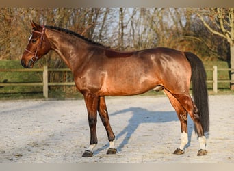 Irish Sport Horse, Gelding, 5 years, 16.1 hh, Brown