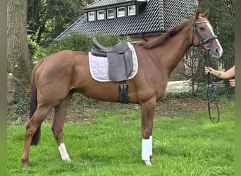 Irish Sport Horse, Gelding, 5 years, 16.1 hh, Chestnut
