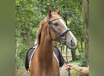 Irish Sport Horse, Gelding, 5 years, 16.1 hh, Chestnut