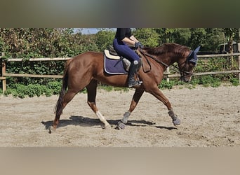 Irish Sport Horse, Gelding, 5 years, 16.1 hh, Chestnut