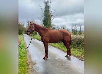 Irish Sport Horse, Gelding, 5 years, 16.1 hh, Chestnut