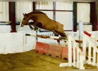 Irish Sport Horse, Gelding, 5 years, 16.1 hh, Chestnut-Red