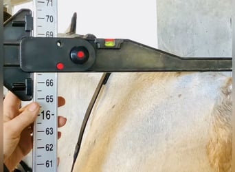 Irish Sport Horse, Gelding, 5 years, 16.1 hh, Dun