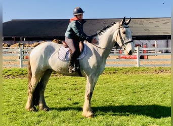 Irish Sport Horse, Gelding, 5 years, 16.1 hh, Dun