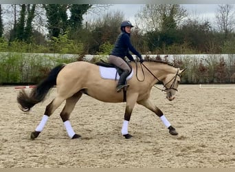Irish Sport Horse, Gelding, 5 years, 16.1 hh, Dun