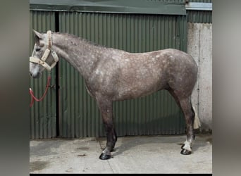 Irish Sport Horse, Gelding, 5 years, 16.1 hh, Grey-Dapple