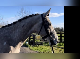 Irish Sport Horse, Gelding, 5 years, 16.1 hh, Grey-Dapple