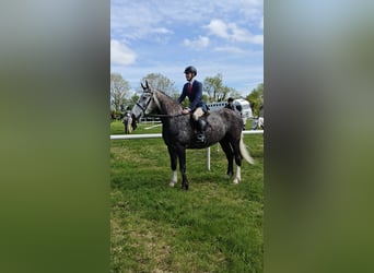 Irish Sport Horse, Gelding, 5 years, 16.1 hh, Grey-Dapple