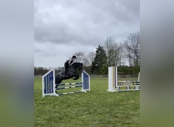 Irish Sport Horse, Gelding, 5 years, 16.1 hh, Grey