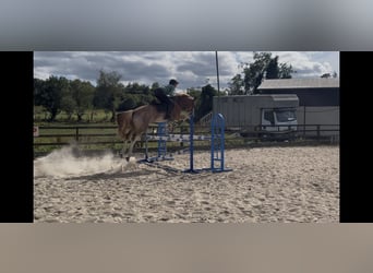 Irish Sport Horse, Gelding, 5 years, 16.1 hh, Roan-Red