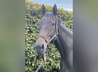 Irish Sport Horse, Gelding, 5 years, 16,1 hh, Smoky-Black