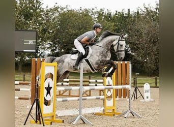 Irish Sport Horse, Gelding, 5 years, 16.2 hh, Grullo
