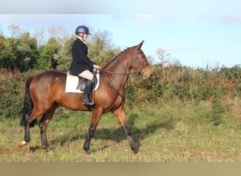 Irish Sport Horse, Gelding, 5 years, 16.3 hh, Brown