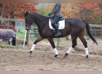 Irish Sport Horse, Gelding, 5 years, 16,3 hh, Smoky-Black