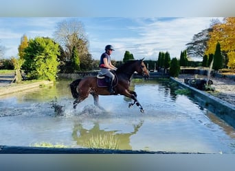 Irish Sport Horse, Gelding, 5 years, 16 hh, Bay