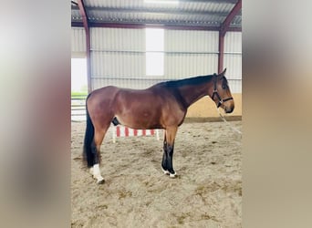 Irish Sport Horse, Gelding, 5 years, 16 hh, Bay