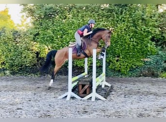 Irish Sport Horse, Gelding, 5 years, 16 hh, Bay