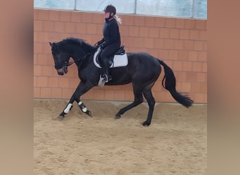 Irish Sport Horse, Gelding, 5 years, 16 hh, Black