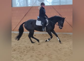 Irish Sport Horse, Gelding, 5 years, 16 hh, Black