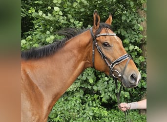 Irish Sport Horse, Gelding, 5 years, 16 hh, Brown