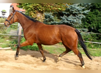 Irish Sport Horse, Gelding, 5 years, 16 hh, Brown
