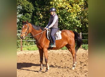 Irish Sport Horse, Gelding, 5 years, 16 hh, Brown
