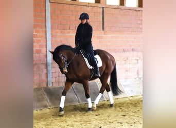 Irish Sport Horse Mix, Gelding, 5 years, 16 hh, Brown