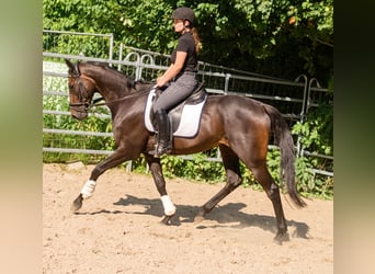 Irish Sport Horse, Gelding, 5 years, 16 hh, Brown