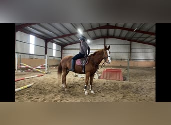 Irish Sport Horse, Gelding, 5 years, 16 hh, Chestnut